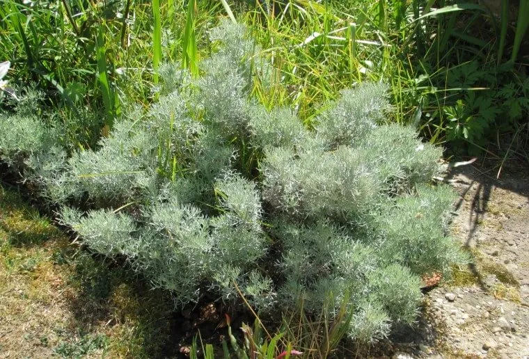 Micupost Digital News